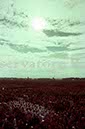 %_tempFileName00434_IRLANDA-USA1979%